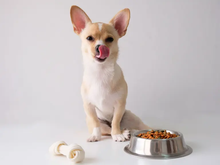 A white chihuahua puppy looks up expectantly