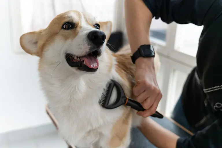 A smiling corgi is brushed through its thick coat by the window