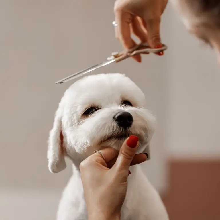 Steady scissors shape the fringe above a calm white bichon’s eyes