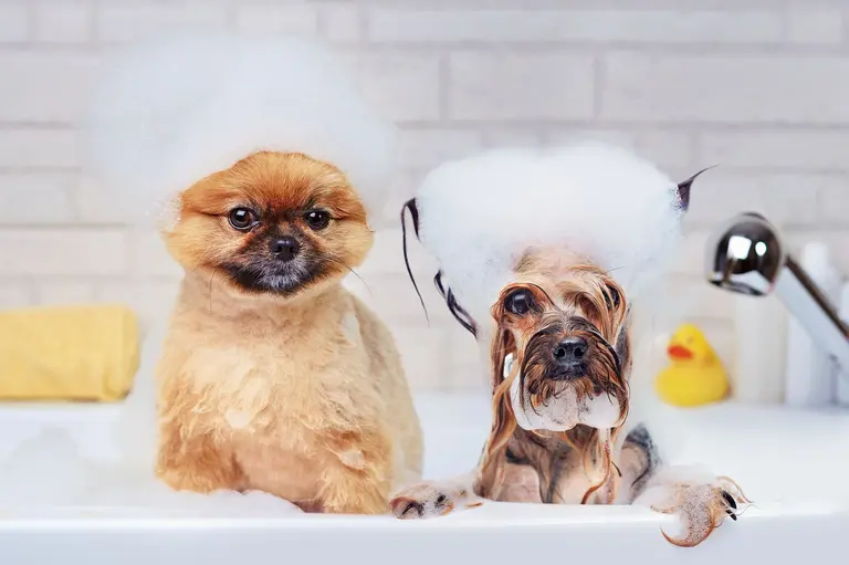 Two freshly-lathered dogs wearing foam hats share a bubble bath