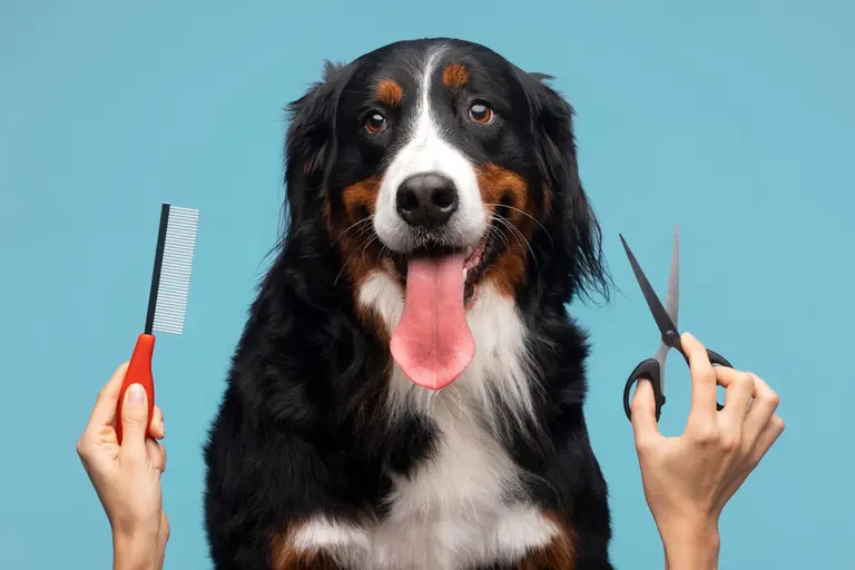 A beaming, freshly-groomed dog poses for its portrait