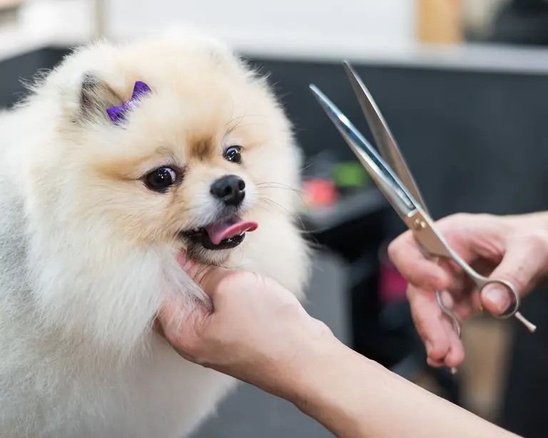 A groomer gives a fluffy Pomeranian a careful haircut in the salon