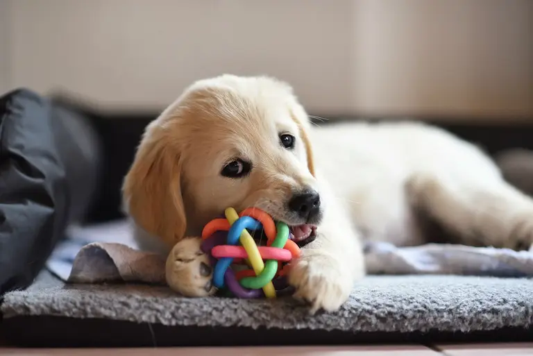 A golden retriever puppy plays happily with a toy