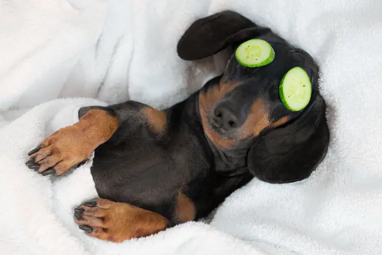 A dachshund relaxes at the spa with cucumber slices over its eyes